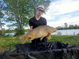 Common Carp