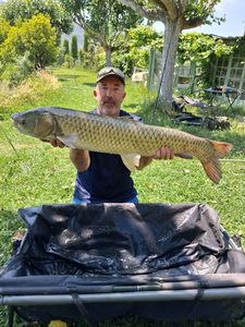 Grass Carp