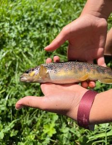 Brown Trout