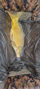 Mirror Carp