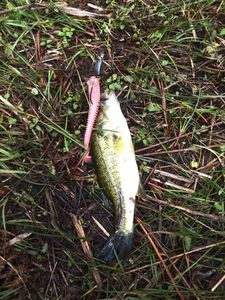 Smallmouth Bass