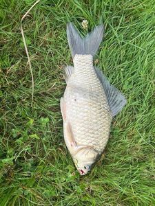 Common Carp