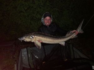Sturgeon