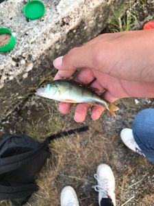 Yellow Perch