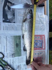 Rainbow Trout