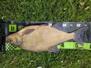 Common Bream