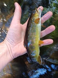 Brown Trout