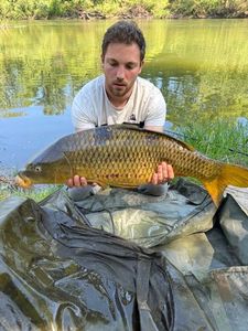 Common Carp