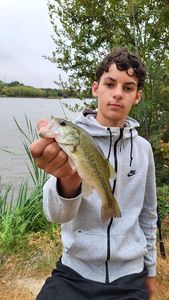 Largemouth Bass