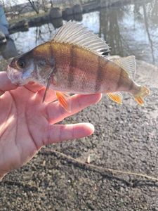 European Perch