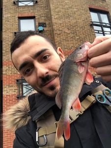 European Perch