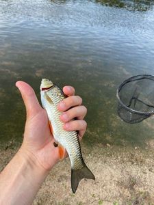 Chub