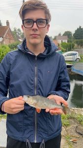 European Perch