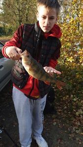 European Perch