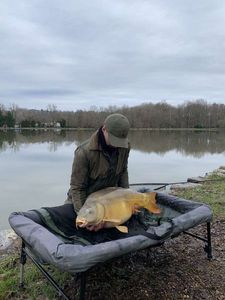 Mirror Carp