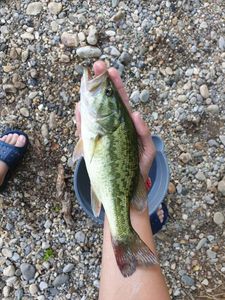 Largemouth Bass