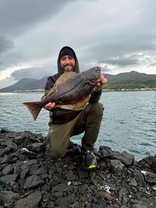 Atlantic Halibut