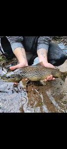 Brown Trout