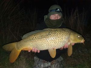 Common Carp
