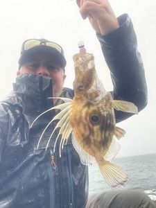 John Dory