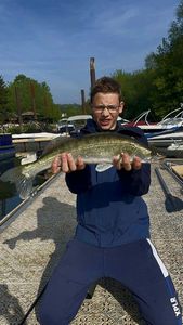 Zander