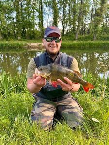 European Perch