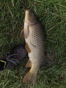 Common Carp