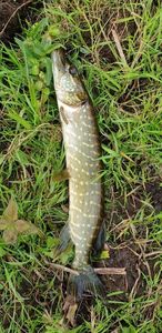 Northern Pike