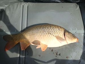Common Carp
