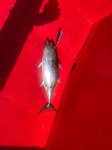 Albacore