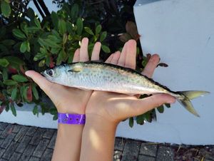 Pike Characin