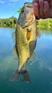 Largemouth Bass