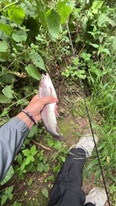 Rainbow Trout