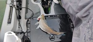 European Bass (Seabass)