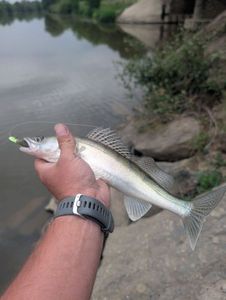 Zander