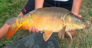 Mirror Carp