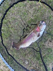 Rainbow Trout