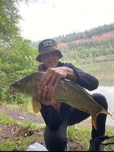 Common Carp