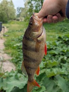 European Perch