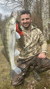 Zander
