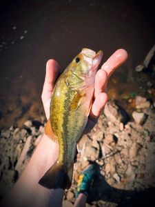 Largemouth Bass