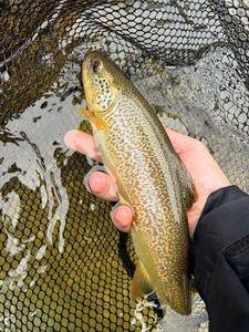 Marble Trout