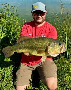 Largemouth Bass