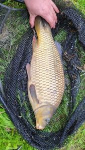 Common Carp