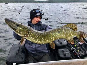 Northern Pike