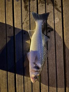European Bass (Seabass)