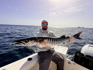 Great Barracuda