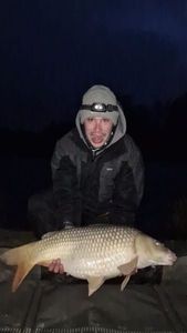 Common Carp