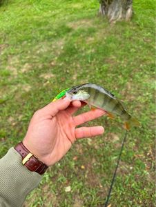 European Perch