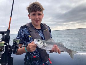 European Bass (Seabass)